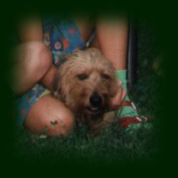 Teddy